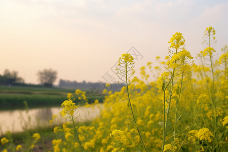 河流旁生长的油菜花图片