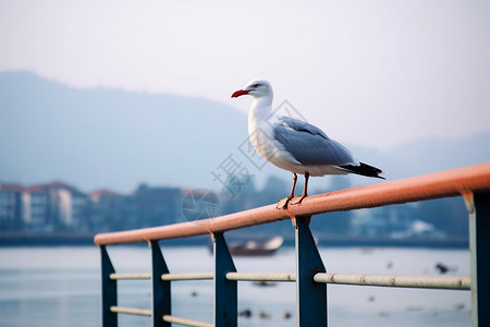 海边伫立的海鸥图片