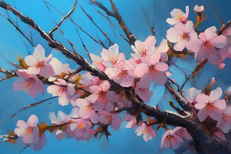 蓝天背景下的樱花树图片