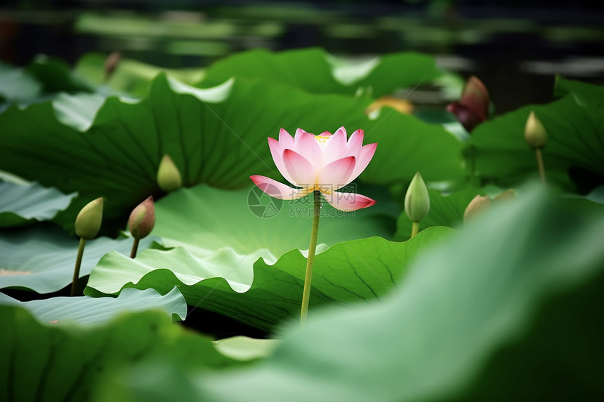 美丽的莲花图片