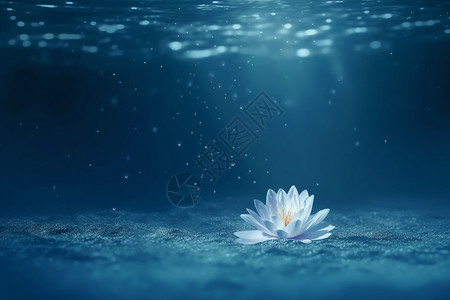 水下的花朵图片