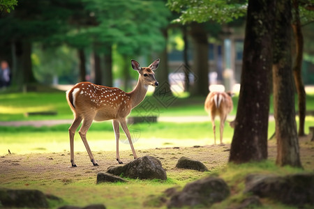 森林里的动物公园里的小鹿背景