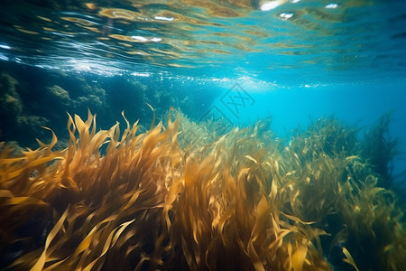 水下的海带海底藻类高清图片