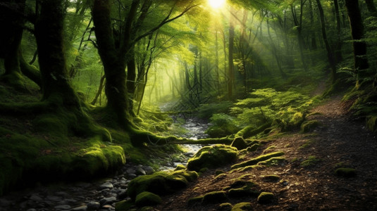 森林绿色阳光图片