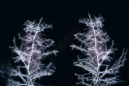 冰晶的植物纹理背景图片