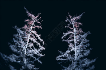冰晶的植物背景图片