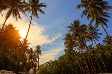 椰树叶夏季椰树背景