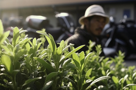 夏季户外植物图片