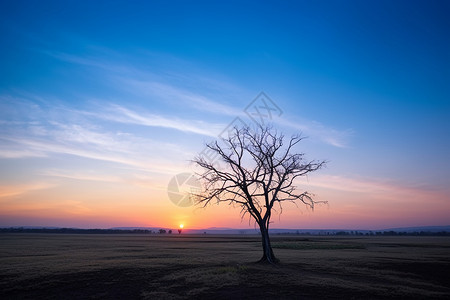 西风瘦马西风落叶背景