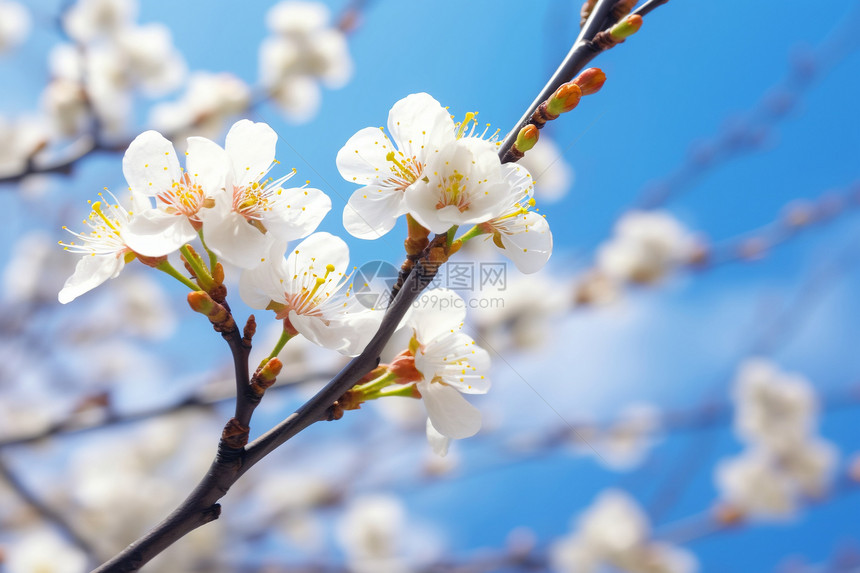 春天开花场景图片