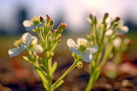 野花花朵特写背景图片