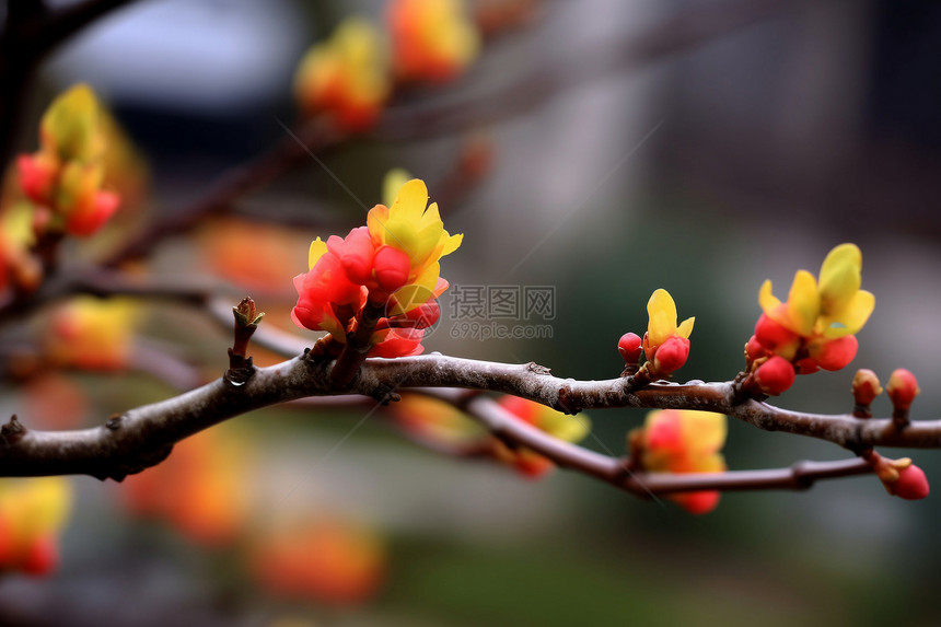 海棠花的特写镜头图片