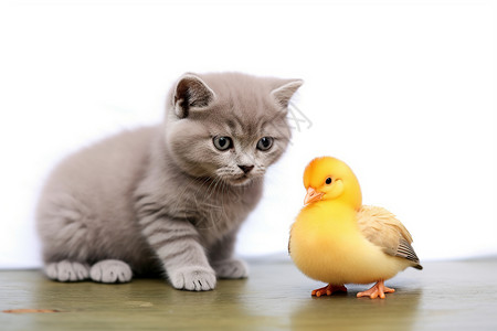 小猫幼崽和小鸭子高清图片