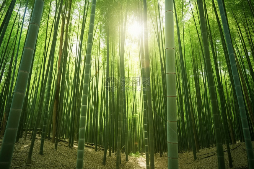 阳光明媚的竹林图片