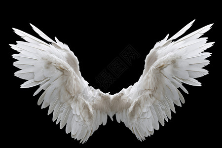 翅膀 羽毛美丽的翅膀设计图片