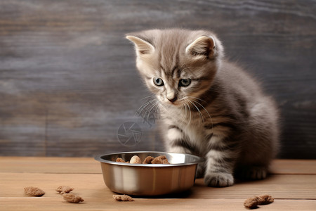 正在吃饭的小猫咪图片