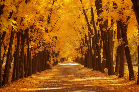 秋天户外小巷的自然景观背景图片