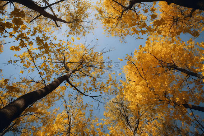 秋天森林的美丽景观图片