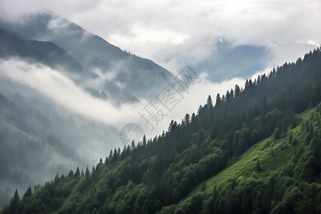 被迷雾笼罩的山峰森林背景