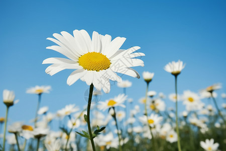 夏季的花图片