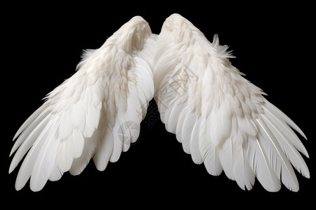 天使羽毛美丽的羽毛设计图片