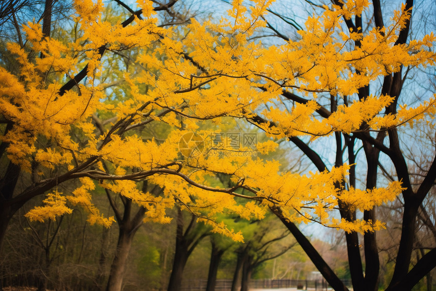秋天公园里的银杏树图片
