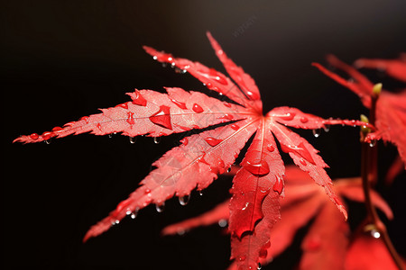 秋天红色的枫叶图片