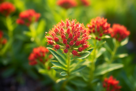 红景天植物的特写镜头背景