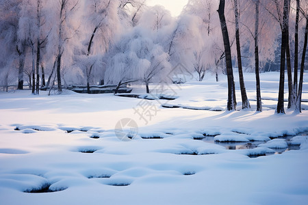 冬天公园荷塘的自然景观图片