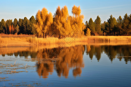 秋天的红松湖景观高清图片