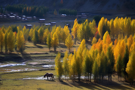 稻城秋天秋天川西的风景背景