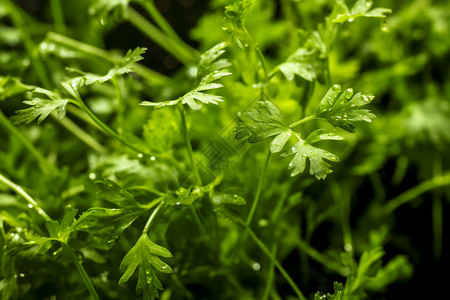 种植的野菜特写莳萝草高清图片