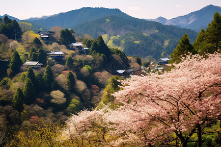 郊外美丽的樱花树图片
