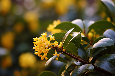 白露图标大自然的桂花背景