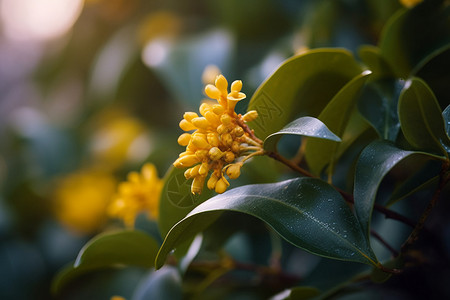 扁平化桂树美丽的桂花背景