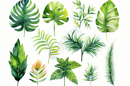 各种各样的植物热带植物叶子插画