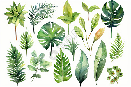 各种各样的热带植物图片