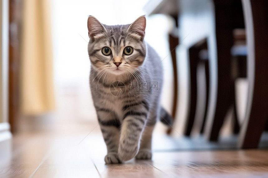 盯着主人的宠物猫猫图片