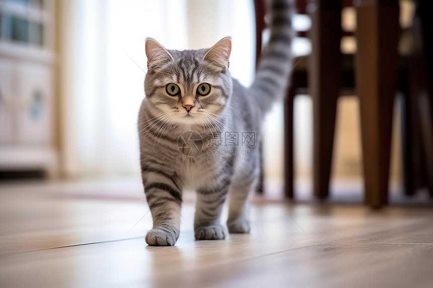 宠物猫猫的特写镜头图片