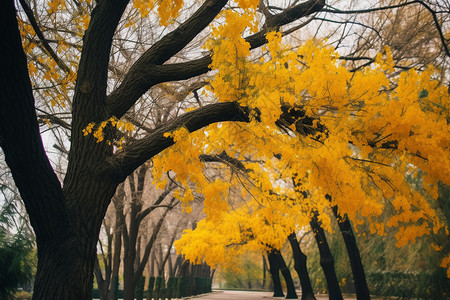 秋天街道的树木图片