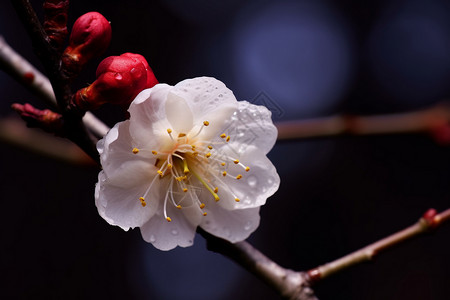 冬日的梅花背景图片