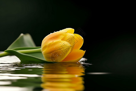 水中的黄色郁金香图片