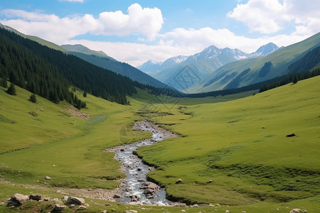 郊外的草地图片