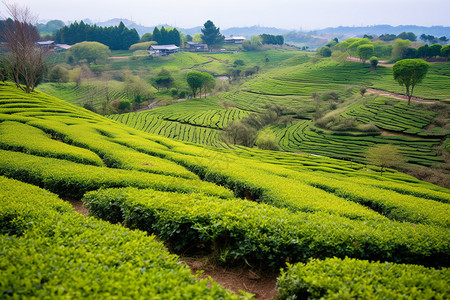 绿茶茶园自然风光背景图片