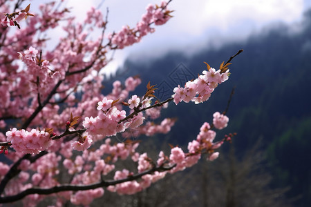 美丽盛开的桃花背景图片