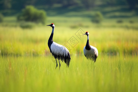 草地中的黑颈鹤背景图片