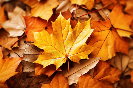 秋叶特写镜头秋天的树叶背景