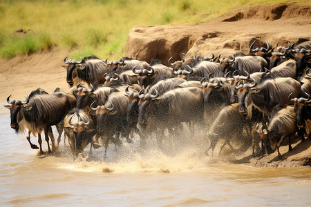 羚羊穿越河流图片