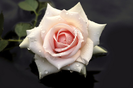 一朵美丽的玫瑰花背景图片