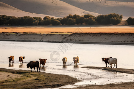 小河边的牛背景图片